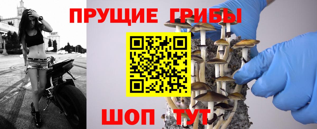 Псилоцибиновые грибы Зима